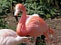 Flamingo01.jpg