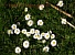 Gaenseblumenwiese01.jpg