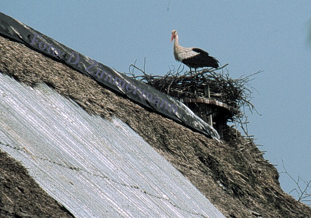 19_Storchennest_Dach.jpg