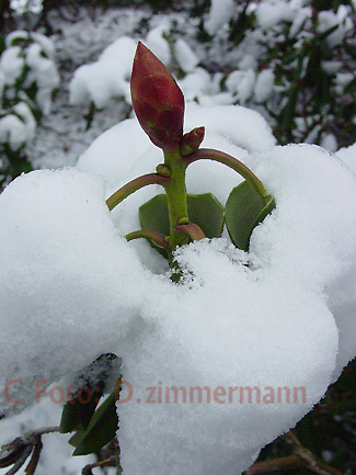 Rododendron-im-Schnee-01.jpg