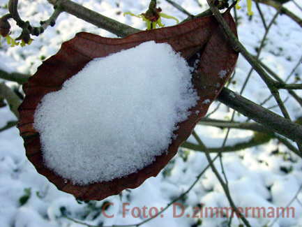 Schnee-Blatt-01.jpg