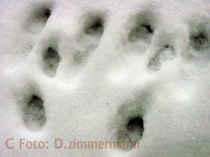 Spuren-im-Schnee-01.jpg