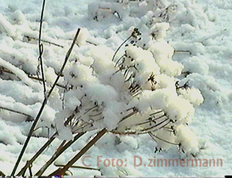 Winter-07.jpg